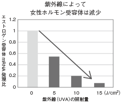 紫外線によって女性ホルモン受容体は減少