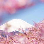 日本留学 | 不同学历不同申请方式