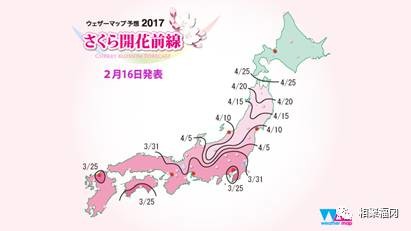 2017年日本樱花哪家强？