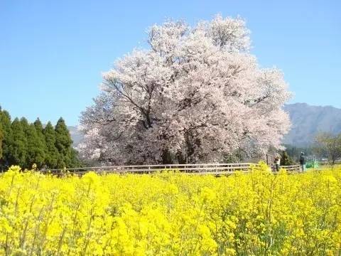 2016年九州樱花排行榜及赏花时间出炉！