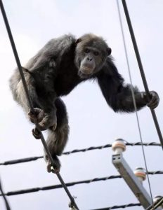日本动物园的如同搞笑节目的演示居然成真了，一只猩猩跑了……