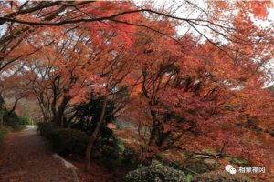 【福冈·赏枫】北九州岛金秋赏红叶盛宴！不容错过的5个红叶景点