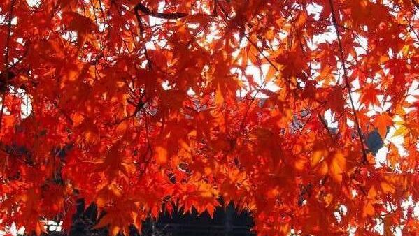 带大家去实地看看日本大大兴善寺的红叶，这才是日本秋天的味道