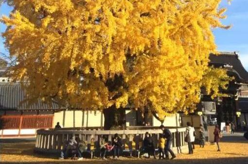 【日本自由行之京都】被金色覆盖的老城市，京都银杏五大景点推荐