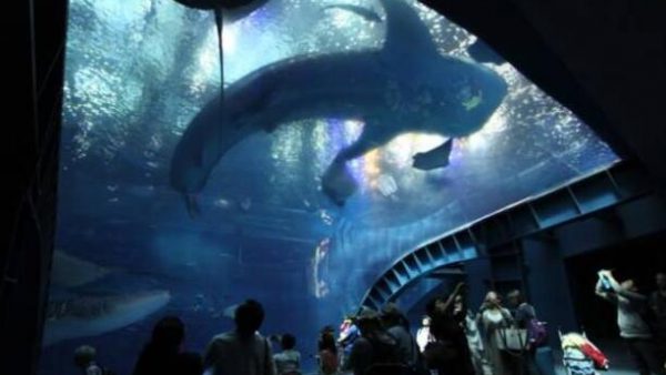 【日本九州自由行之冲绳】冲绳美丽海水族馆，如同置身于海洋世界，邂逅长达8.4米的大鲸鲨！