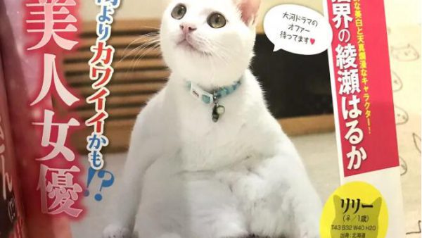 天哪噜，日本猫奴必读《周猫大众》，且看喵界中的八卦搞笑杂志