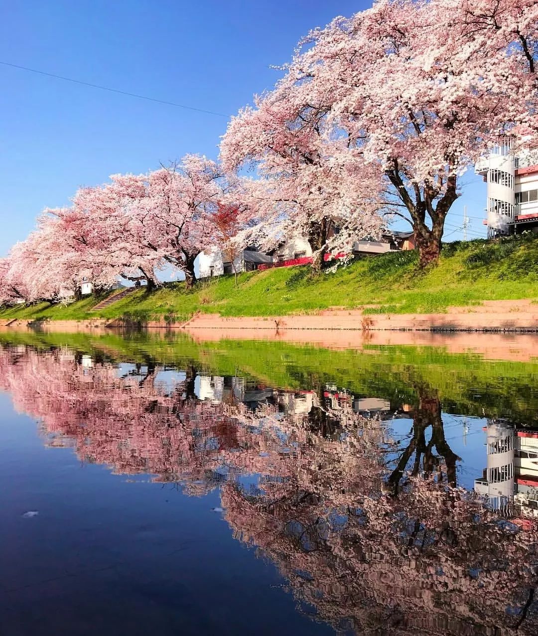 樱花|Photography|Landscape|我叫柒柒77_Original作品-站酷ZCOOL