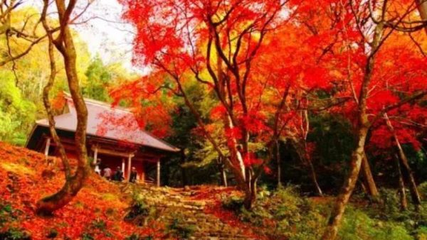 日本旅游 | 大部分日本人都不知道的绝美隐世秘境，你去过几个？