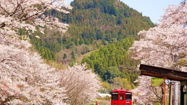 日本九州樱花盛开的秘境车站，我用了三年拍摄，今年带你们云赏樱