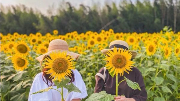 久石让的《Summer》到底是什么颜色？7个人气日本花田给你答案！