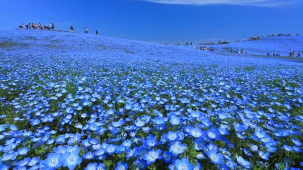 深度丨日本这些个小众旅行地，才是你该去的地方！