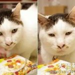这只丑萌丑萌的猫在日本火爆了，原来颜值低也可以走明星路线