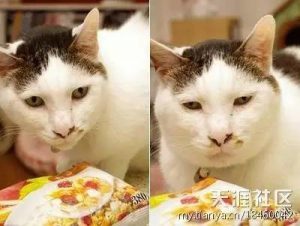 这只丑萌丑萌的猫在日本火爆了，原来颜值低也可以走明星路线