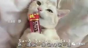 日本一猫零食的广告太洗脑了，这种我可以循环一百遍...