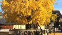 【日本自由行之京都】被金色覆盖的老城市，京都银杏五大景点推荐