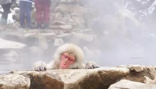 【日本自由行之长野】去“地狱谷野猿公苑”，看日本猴子泡汤！