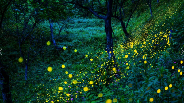 邂逅萤火虫的梦境，在日本这些地方看最美仲夏夜！