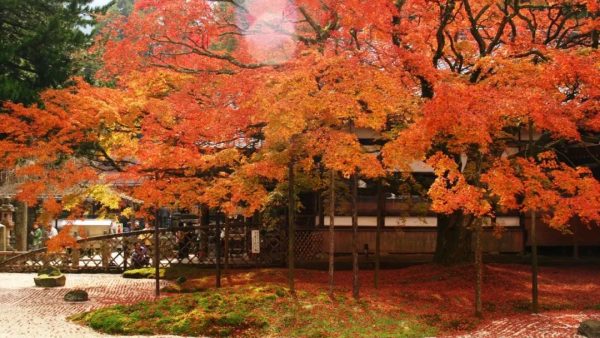 一口气送上日本47县的绝美红叶，这些地方的红叶都美翻了！